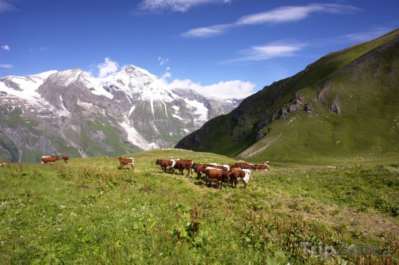 Fotka, Foto Alpy, krávy na pastvě (Rakouské Alpy, Rakousko)