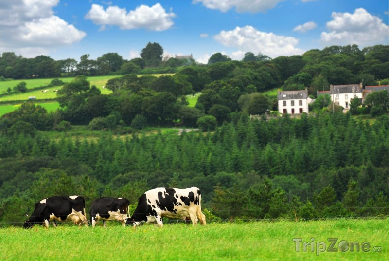 Fotka, Foto Bretaň, krávy na pastvě (Francie)