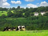 Bretaň, krávy na pastvě
