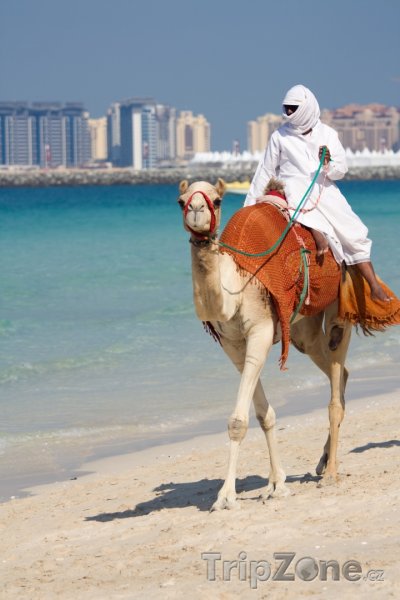 Fotka, Foto Dubaj, velbloud na pláži Jumeirah (Spojené arabské emiráty)