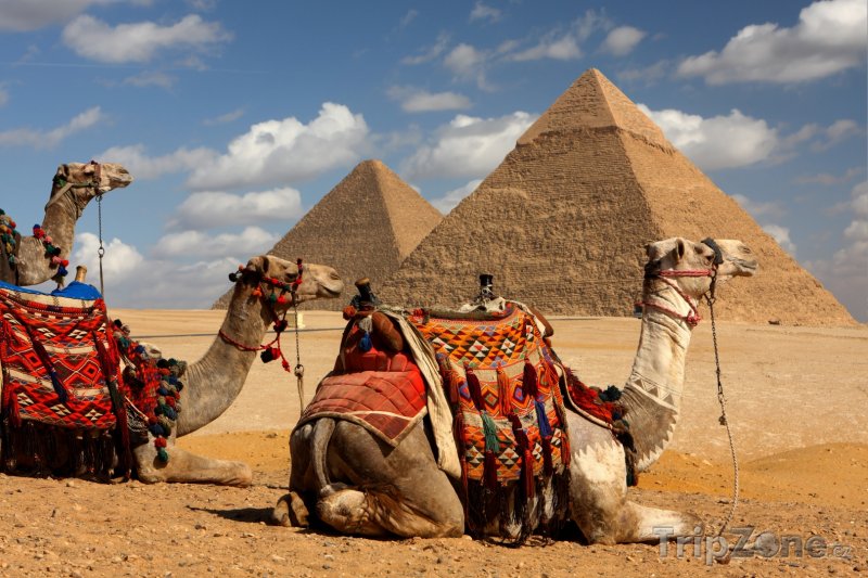 Fotka, Foto Gíza, velbloudi a pyramidy (Egypt)