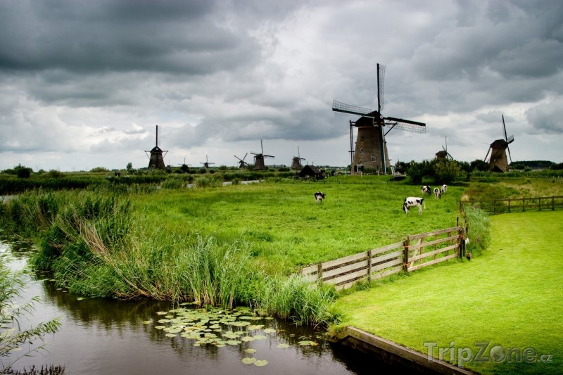Fotka, Foto Krávy a mlýny v krajině (Nizozemsko)