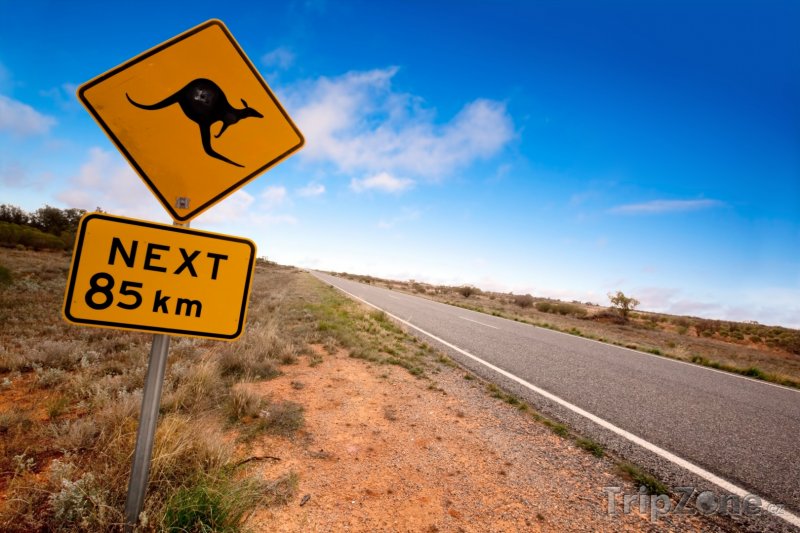 Fotka, Foto Pozor na klokany! (Austrálie)