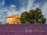 Provence, levandulové pole