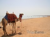 Sharm El Sheikh, velbloud na pláži