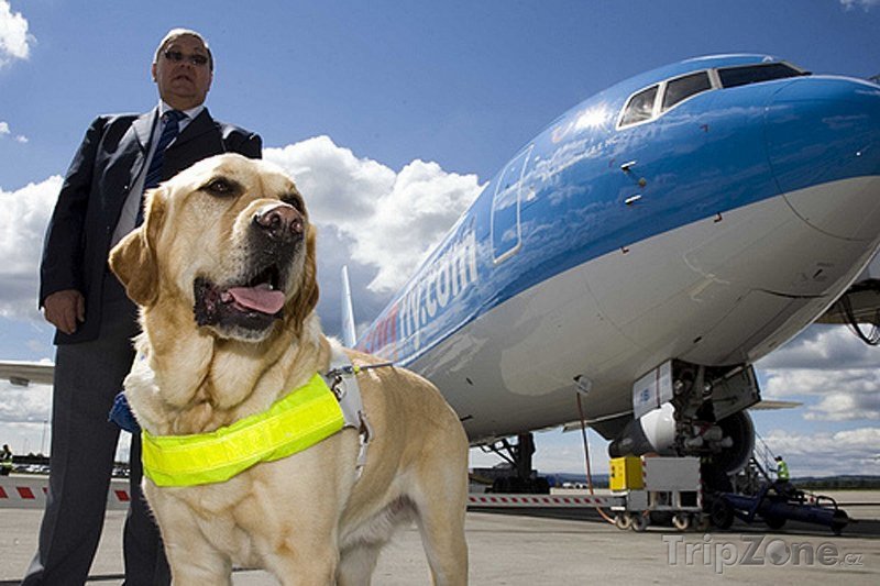 Fotka, Foto Slepecký pes u letadla