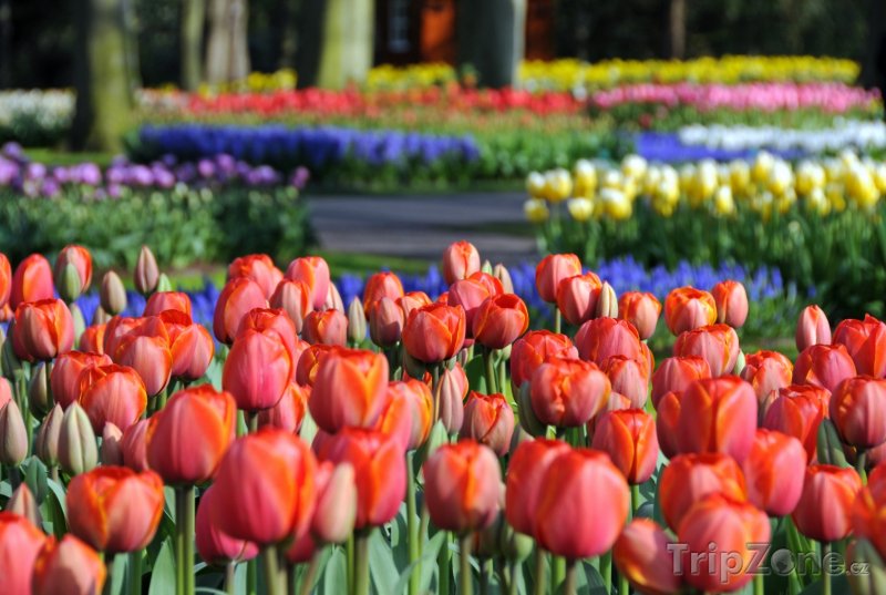 Fotka, Foto Tulipány v parku Keukenhof (Nizozemsko)