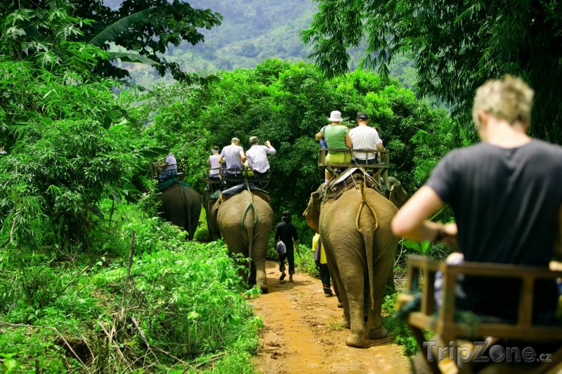 Fotka, Foto Turisté na slonech v džungli (Thajsko)