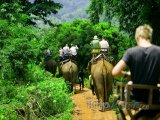 Turisté na slonech v džungli