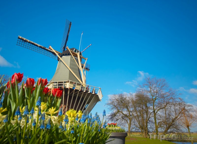 Fotka, Foto Větrný mlýn a tulipány (Nizozemsko)