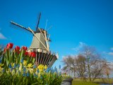 Větrný mlýn a tulipány