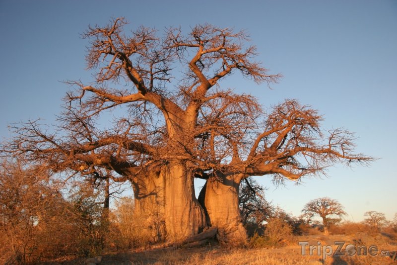 Fotka, Foto Baobab v poušti Kalahari (Botswana)