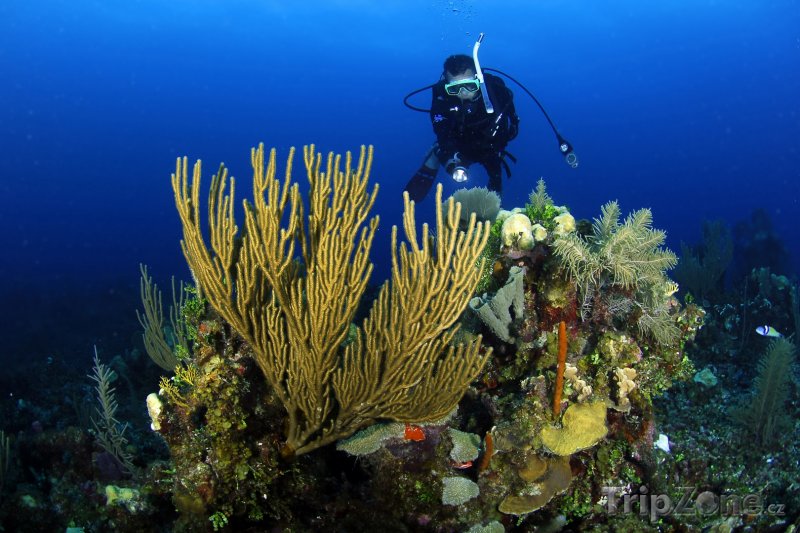 Fotka, Foto Bariéra Belize - potápění u korálového útesu (Belize)