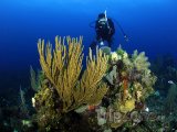 Bariéra Belize - potápění u korálového útesu