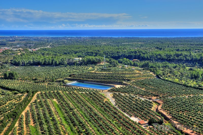 Fotka, Foto Costa Dorada - olivové sady (Costa Dorada, Španělsko)