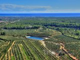 Costa Dorada - olivové sady