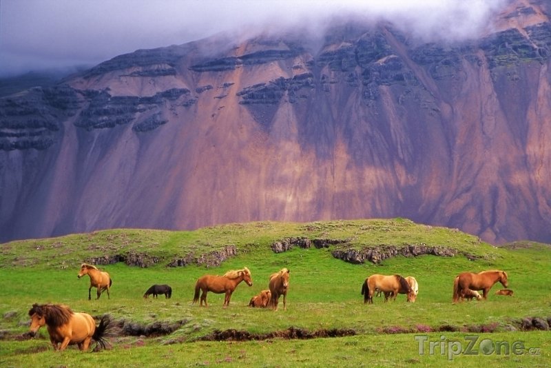 Fotka, Foto Islandští koně na loučce pod sopkou (Island)