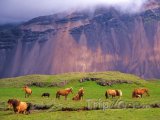 Islandští koně na loučce pod sopkou