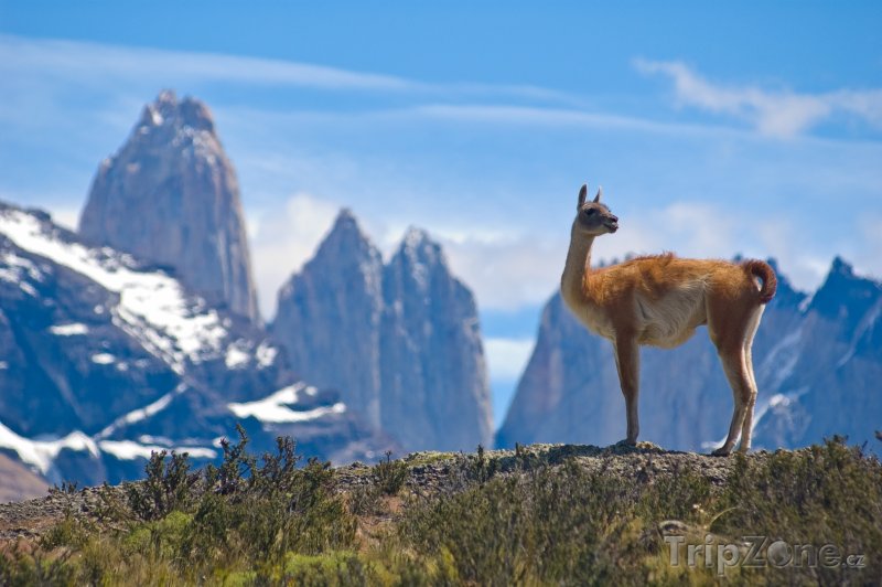 Fotka, Foto Lama v Národním parku Torres del Paine v Patagonii (Chile)