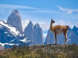 Lama v Národním parku Torres del Paine v Patagonii