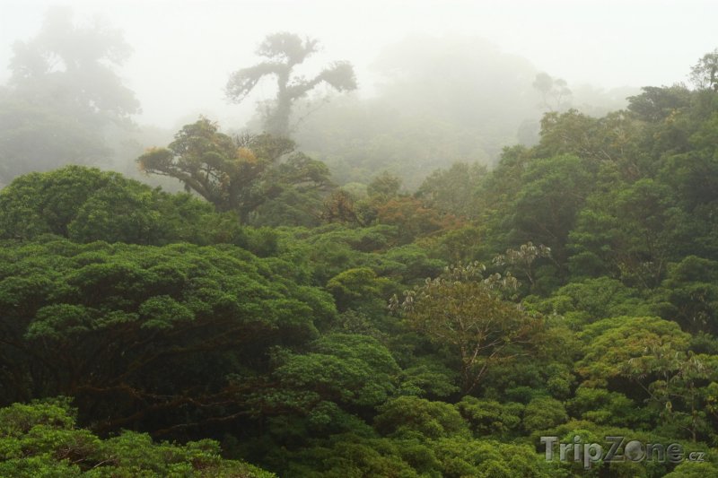 Fotka, Foto Mlžný les (Kostarika)