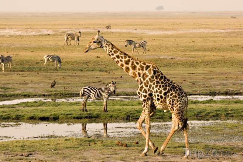 Fotka, Foto Národní park Chobe v oblasti Ngamiland (Botswana)