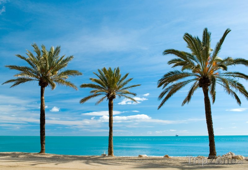 Fotka, Foto Palmy na pobřeží Malagy (Španělsko)