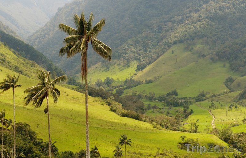 Fotka, Foto Palmy v údolí Cocora (Kolumbie)