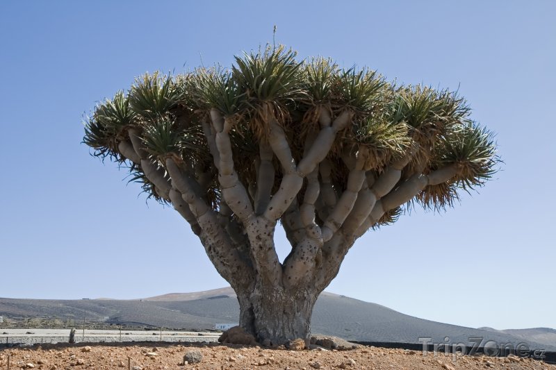 Fotka, Foto Pozoruhodný strom Dračinec na Lanzarote (Kanárské ostrovy, Španělsko)
