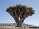 Pozoruhodný strom Dračinec na Lanzarote