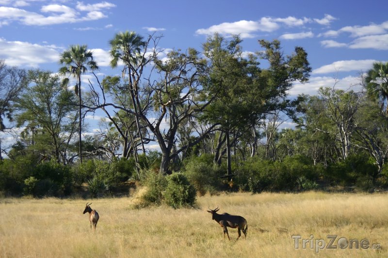 Fotka, Foto Savana v oblasti Kgalagadi (Botswana)