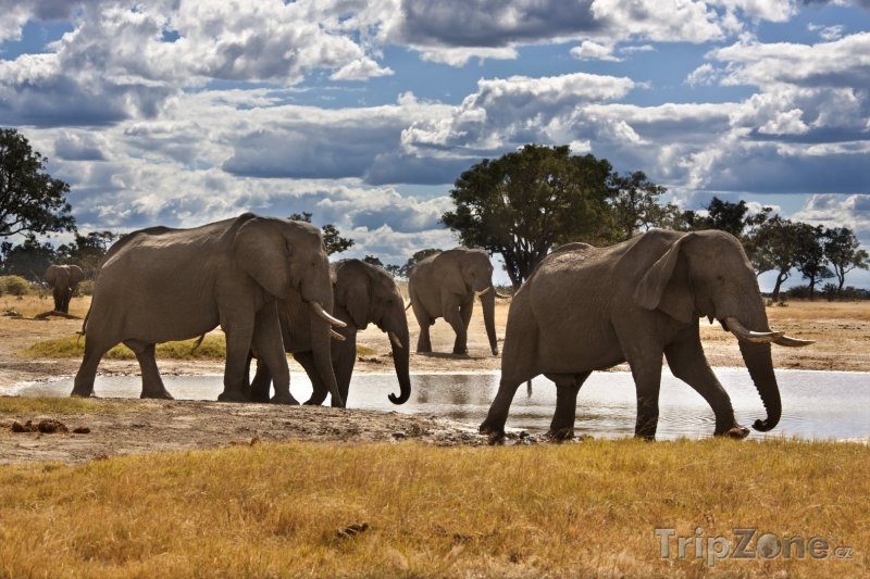 Fotka, Foto Sloni v národním parku Chobe (Botswana)