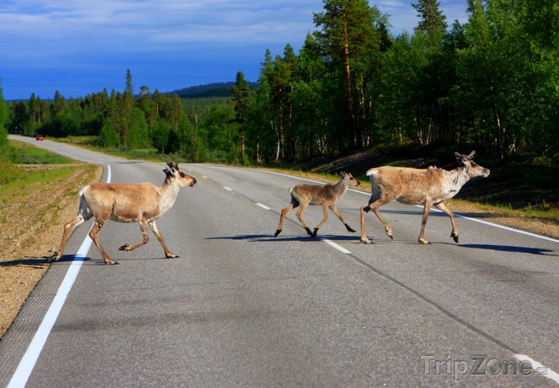 Fotka, Foto Sobi na silnici v Laponsku (Finsko)