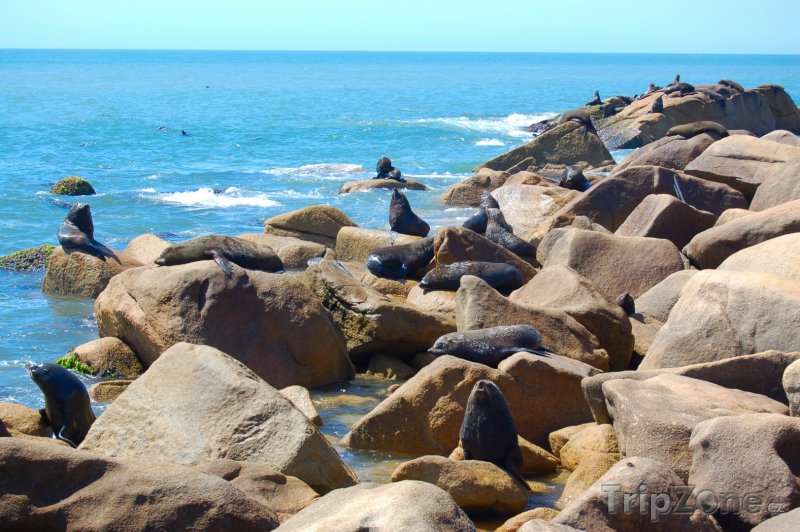 Fotka, Foto Tuleni na pobřeží u vesnice Cabo Polonio (Uruguay)