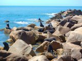 Tuleni na pobřeží u vesnice Cabo Polonio