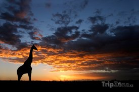 Žirafa na poušti Kalahari