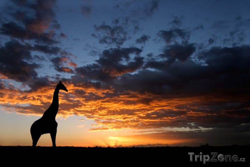 Fotka, Foto Žirafa na poušti Kalahari (Jihoafrická republika)