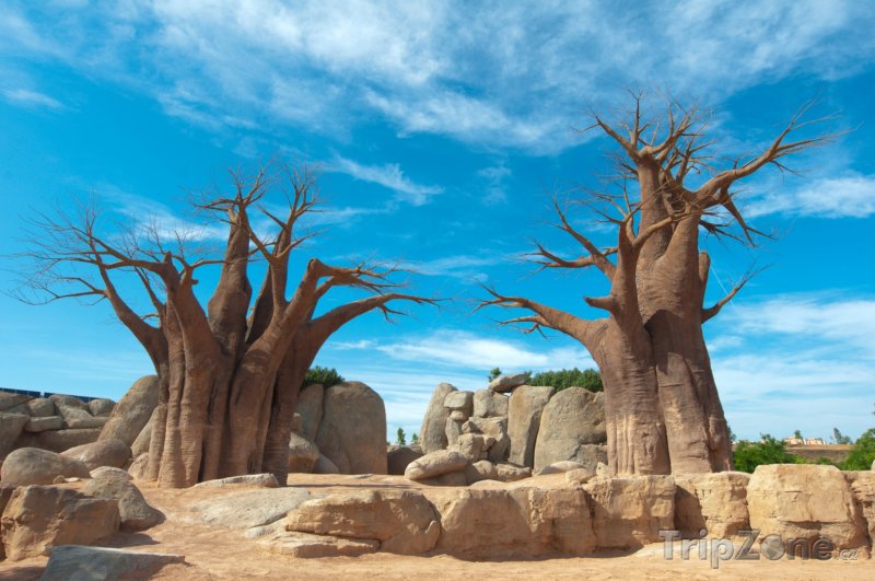 Fotka, Foto Baobaby s modrou oblohou na pozadí (Madagaskar)