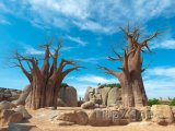 Baobaby s modrou oblohou na pozadí