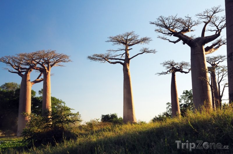 Fotka, Foto Baobaby v oblasti Morondava (Madagaskar)