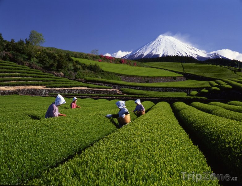 Fotka, Foto Čajové plantáže a hora Fudži (Japonsko)