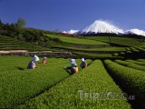 Čajové plantáže a hora Fudži