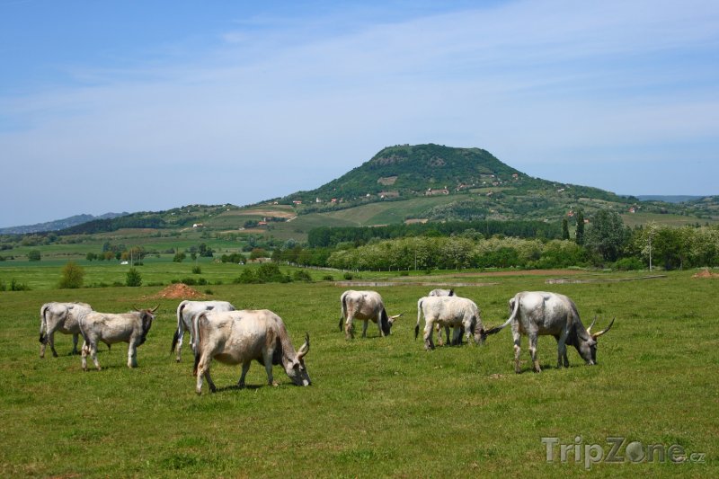 Fotka, Foto Dobytek na pastvě v regionu Badacsony (Maďarsko)