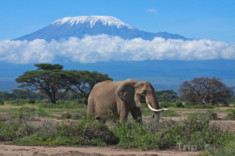 Fotka, Foto Dospělý slon, v pozadí zasněžené vrcholky hory Kilimandžáro (Keňa)