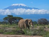 Dospělý slon, v pozadí zasněžené vrcholky hory Kilimandžáro
