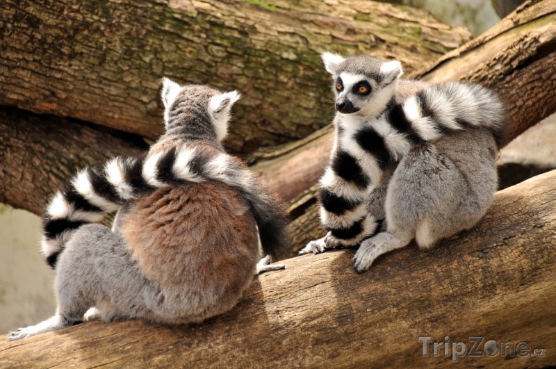 Fotka, Foto Dvojice lemurů kata (Madagaskar)