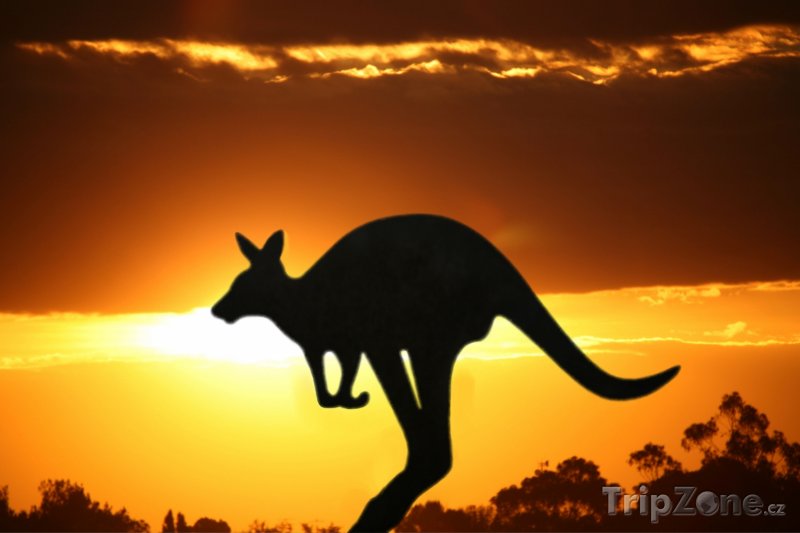 Fotka, Foto Klokan a západ slunce (Austrálie)