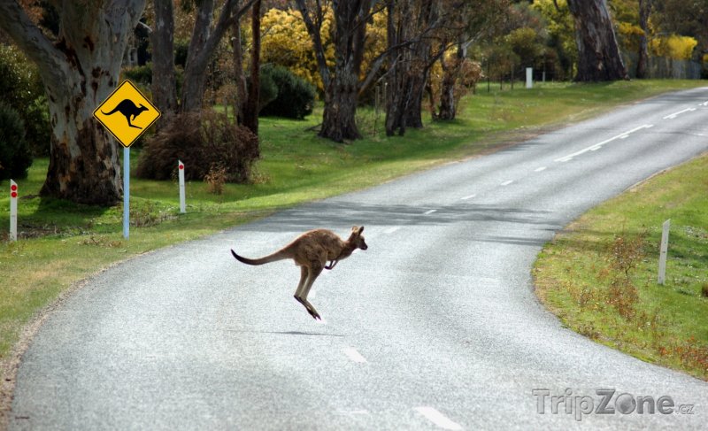 Fotka, Foto Klokan skákající přes cestu (Austrálie)