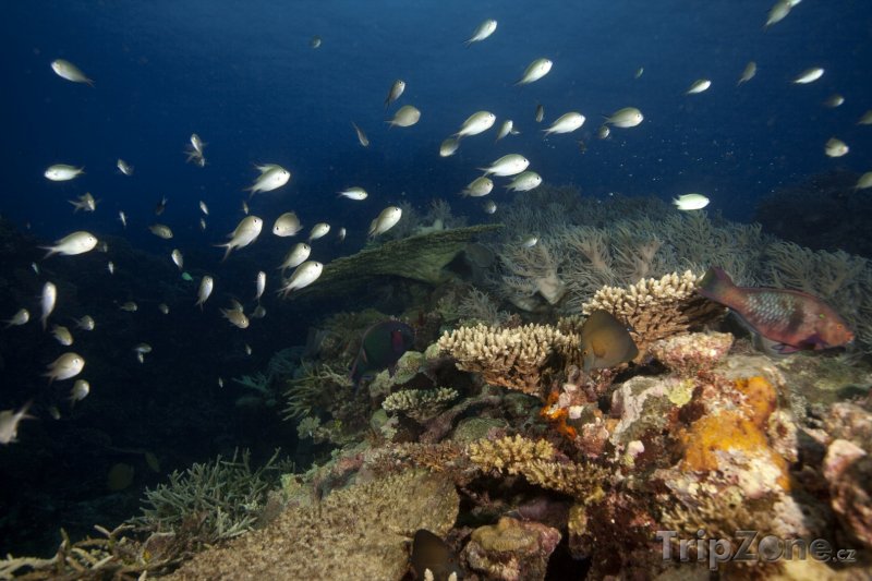 Fotka, Foto Korálový útes (Fidži)