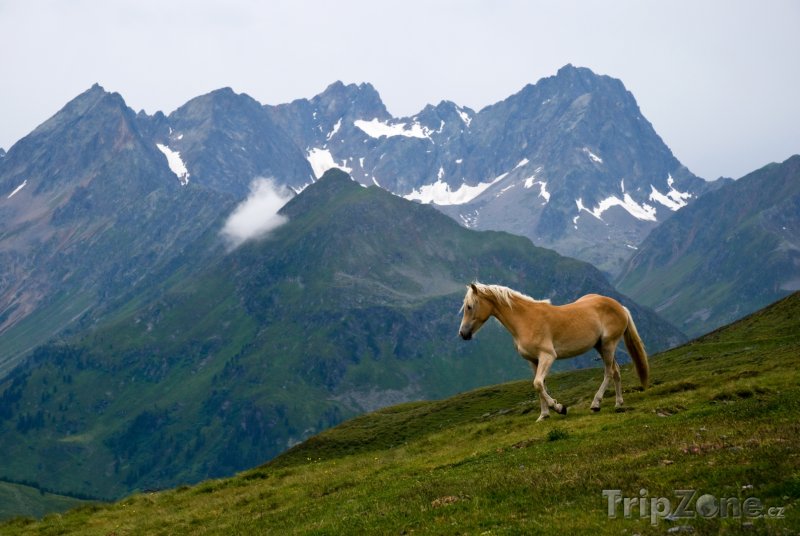 Fotka, Foto Kůň v rakouských Alpách (Rakouské Alpy, Rakousko)